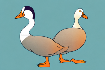 Duck Breed Information: Indian Runner Duck