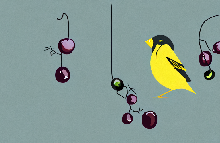 Can Canaries Eat Black Currant