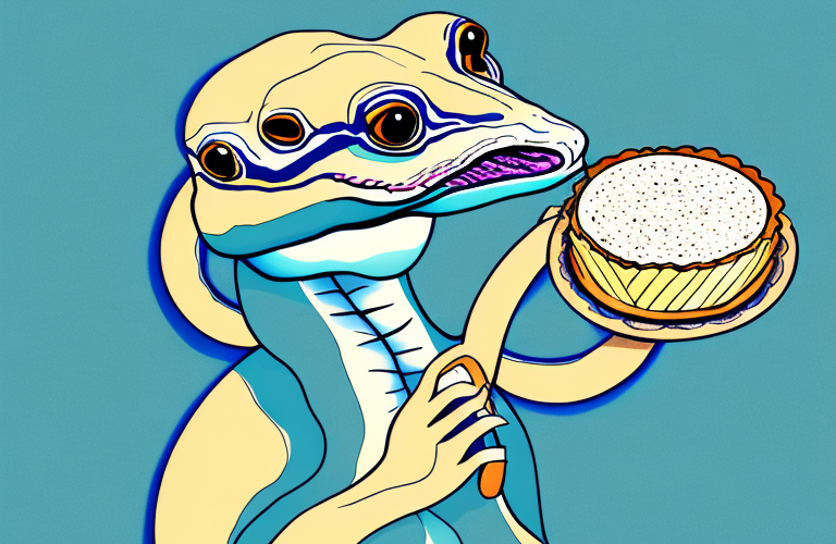 A ball python eating a tart