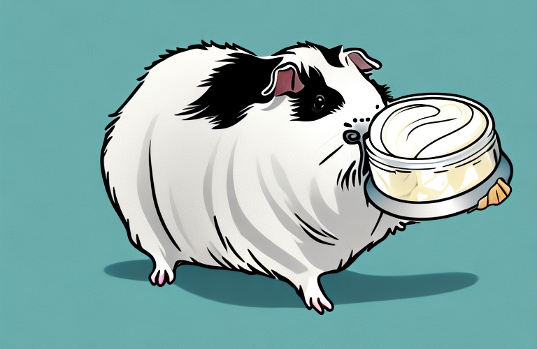 A guinea pig eating cream cheese