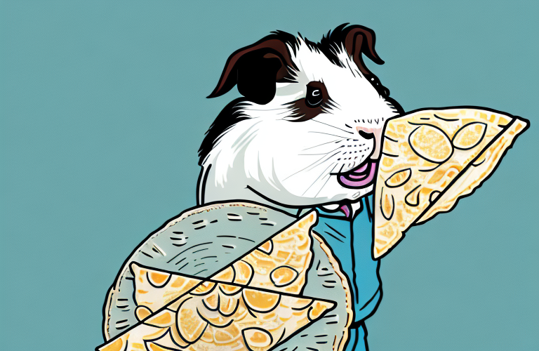 A guinea pig eating a tortilla chip