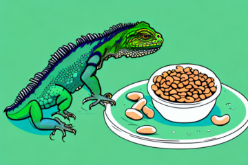 Can Green Iguanas Eat Pinto Beans
