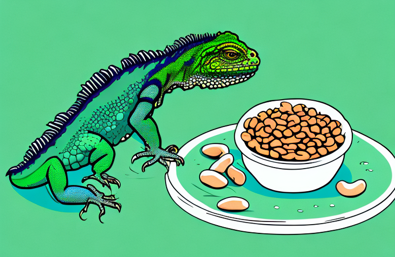 A green iguana eating a bowl of pinto beans