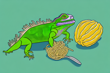 Can Green Iguanas Eat Spaghetti squash