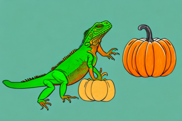 Can Green Iguanas Eat pumpkin squash