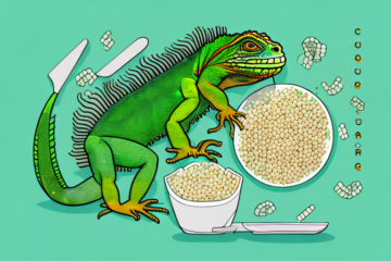 Can Green Iguanas Eat couscous
