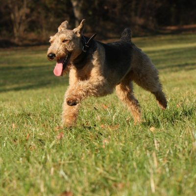 Welsh Terrier – Small Dog Breed Welsh Terrier - Small Dog Breed